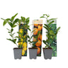 Mezcla De Árboles Frutales - 3 Pzs - Citrus Limon - Altura 25-40cm - ⌀9cm