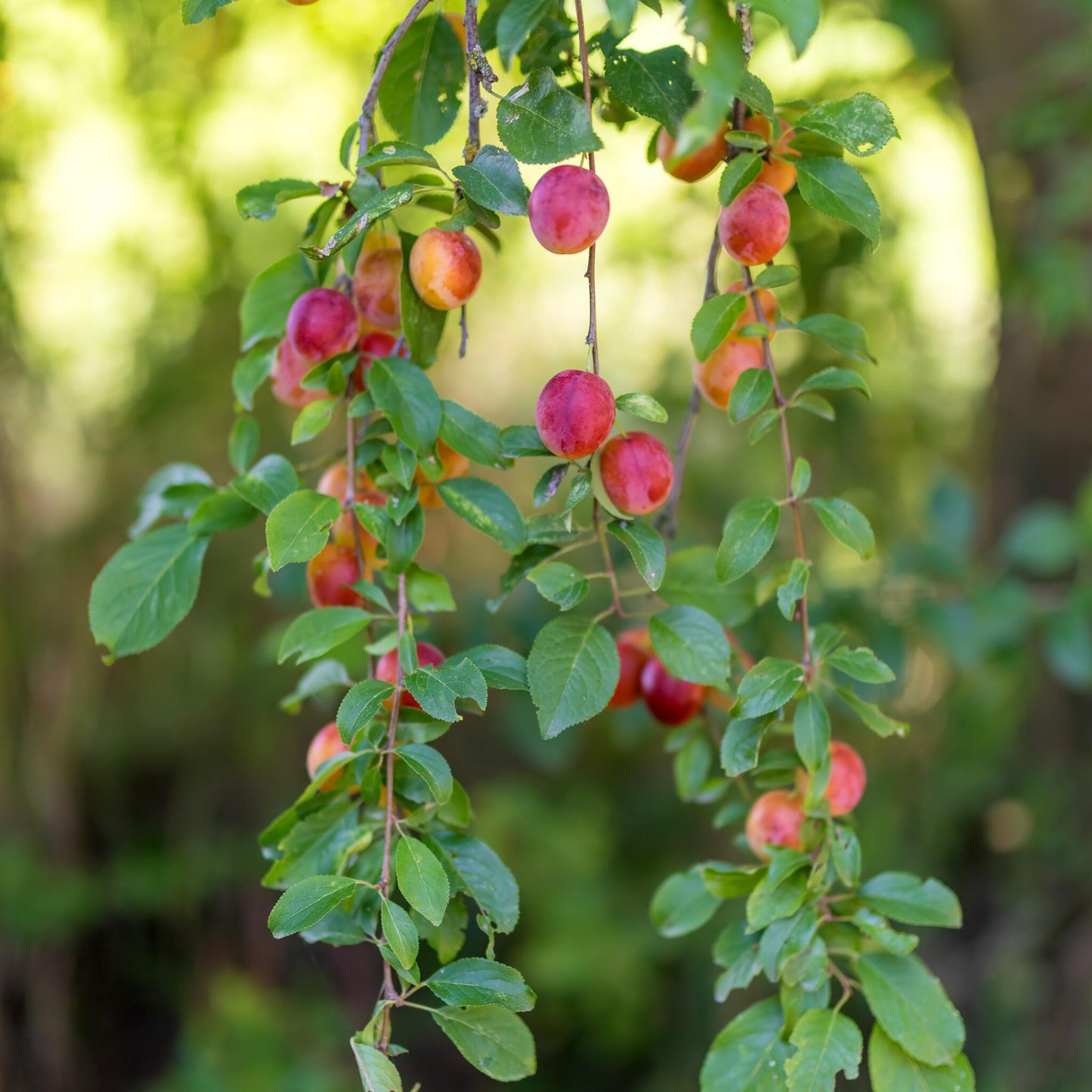 Mezcla De Árboles Frutales - 4 Pzs - Malus Pryus Prunus - A60-70cm - ⌀9cm_4