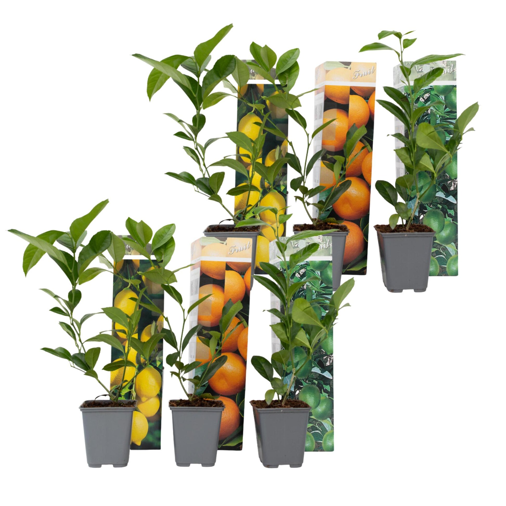 Mezcla De Árboles Frutales - 6 Pzs - Citrus Limon - Altura 25-40cm - ⌀9cm_0