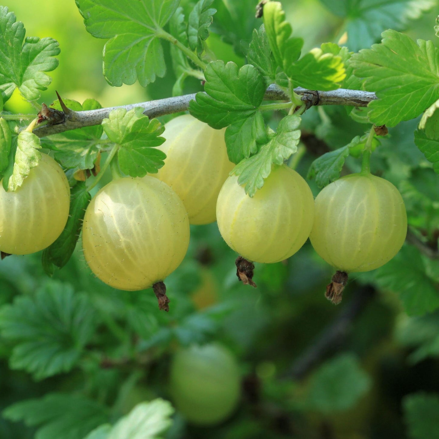 Mezcla De Bayas - 4 Pzs - Rubus Rubrum Uva Fructosus - Altura 25-40cm - ⌀9cm_3