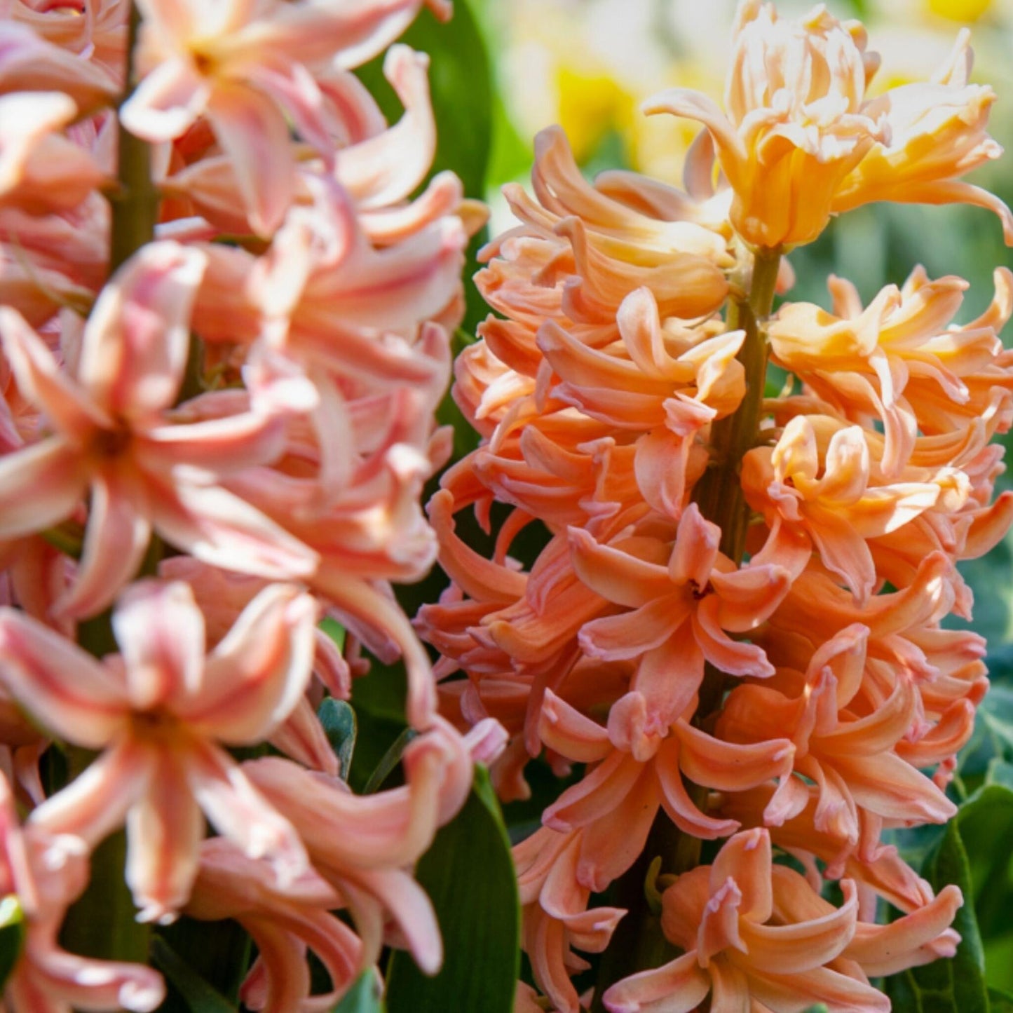 Mezcla De Bulbos De Flor - 25 Pzs - Narcissus Tulipa Hyacinthus_1