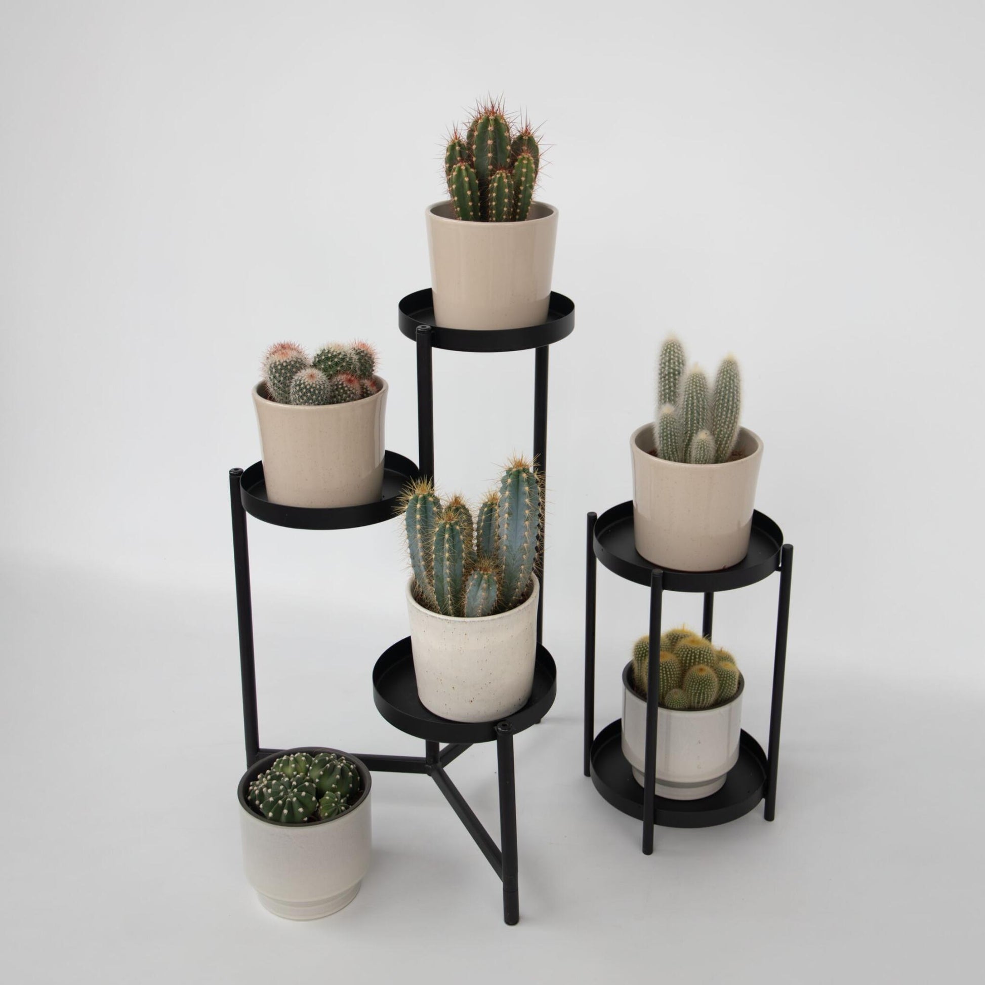 Mezcla De Cactus - Set De 3 - Cactus - Altura 15-20cm - ⌀105cm_1