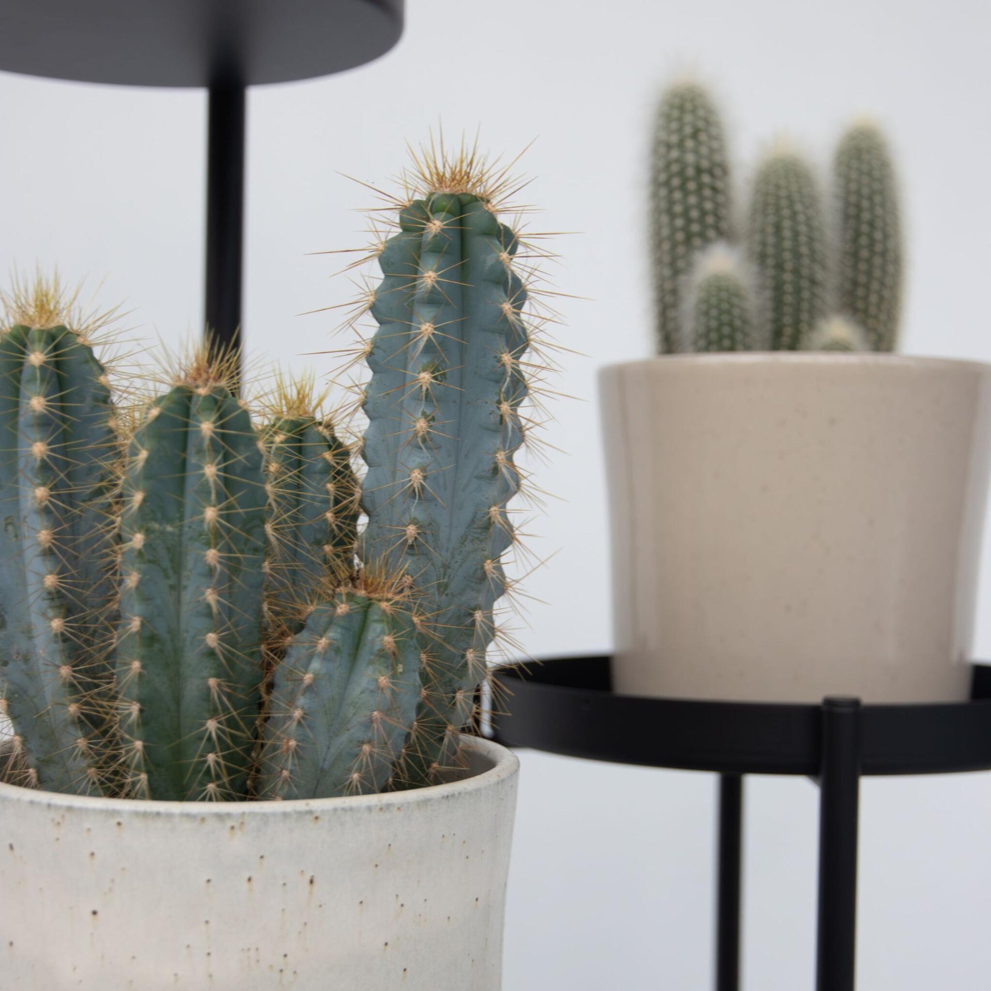 Mezcla De Cactus - Set De 3 - Cactus - Altura 15-20cm - ⌀105cm_3
