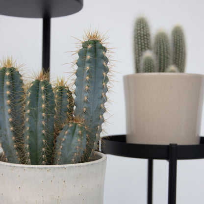 Mezcla De Cactus - Set De 3 - Cactus - Altura 15-20cm - ⌀105cm_3