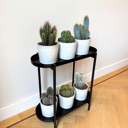 Mezcla De Cactus - Set De 6 - Cactus - Altura 15-20cm - ⌀105cm_1