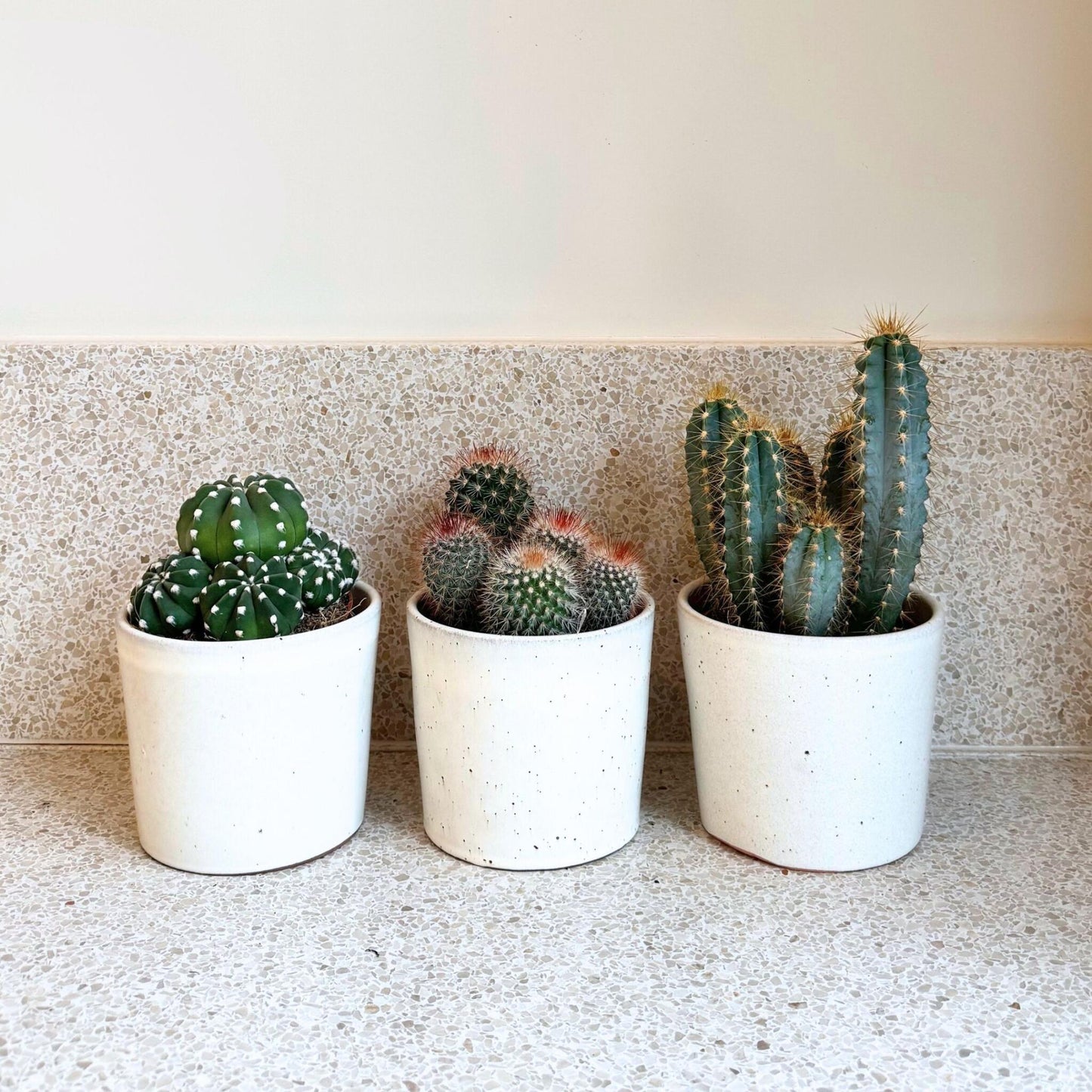 Mezcla De Cactus - Set De 6 - Cactus - Altura 15-20cm - ⌀105cm_4