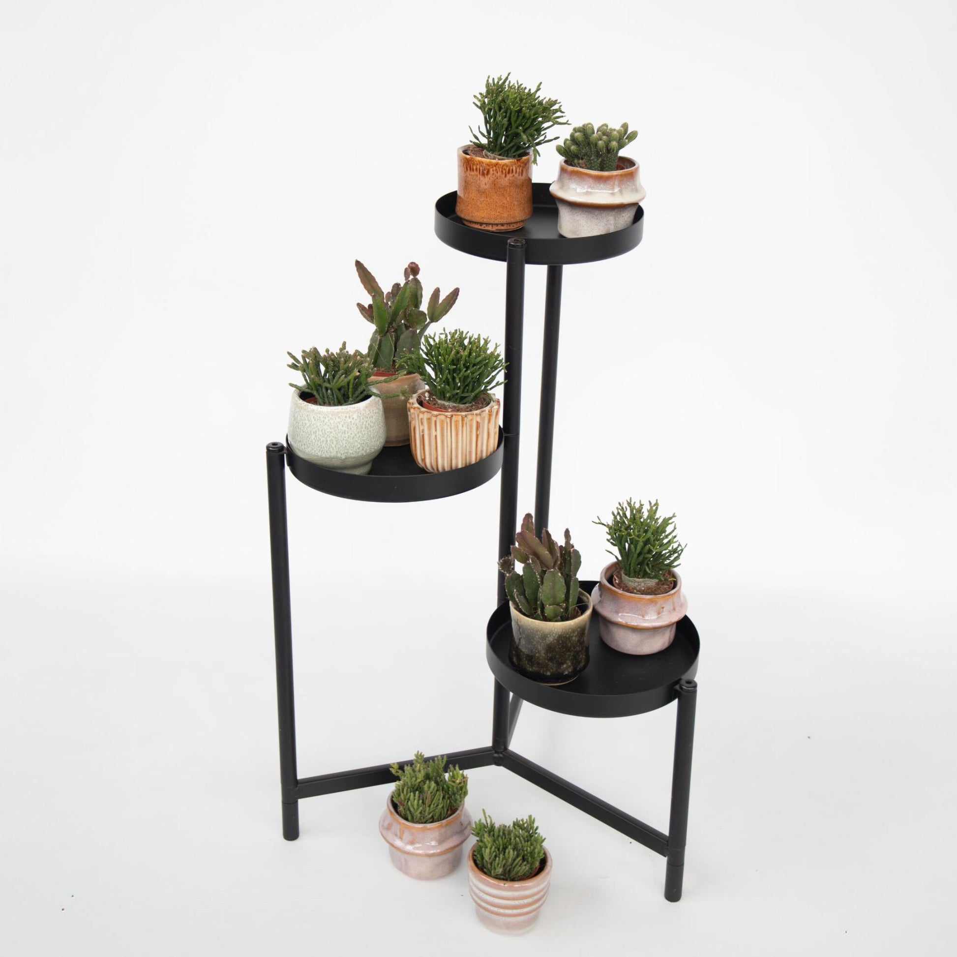 Mezcla De Cactus Coral - Rhipsalis - Pack De 12 - Altura 8-12 Cm - Maceta 5.5 Cm_1
