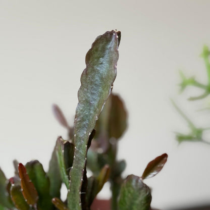 Mezcla De Cactus Coral - Rhipsalis - Pack De 3 - Altura 15-20 Cm - Maceta 12 Cm_3