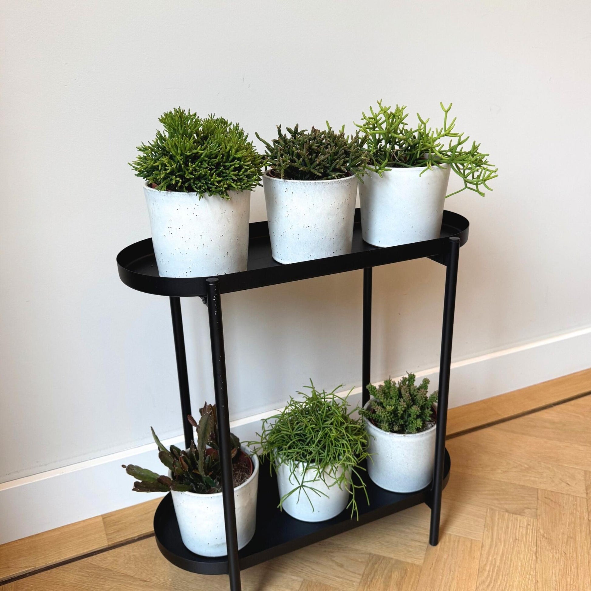 Mezcla De Cactus Coral - Rhipsalis - Pack De 6 - Altura 15-20 Cm - Maceta 12 Cm_1