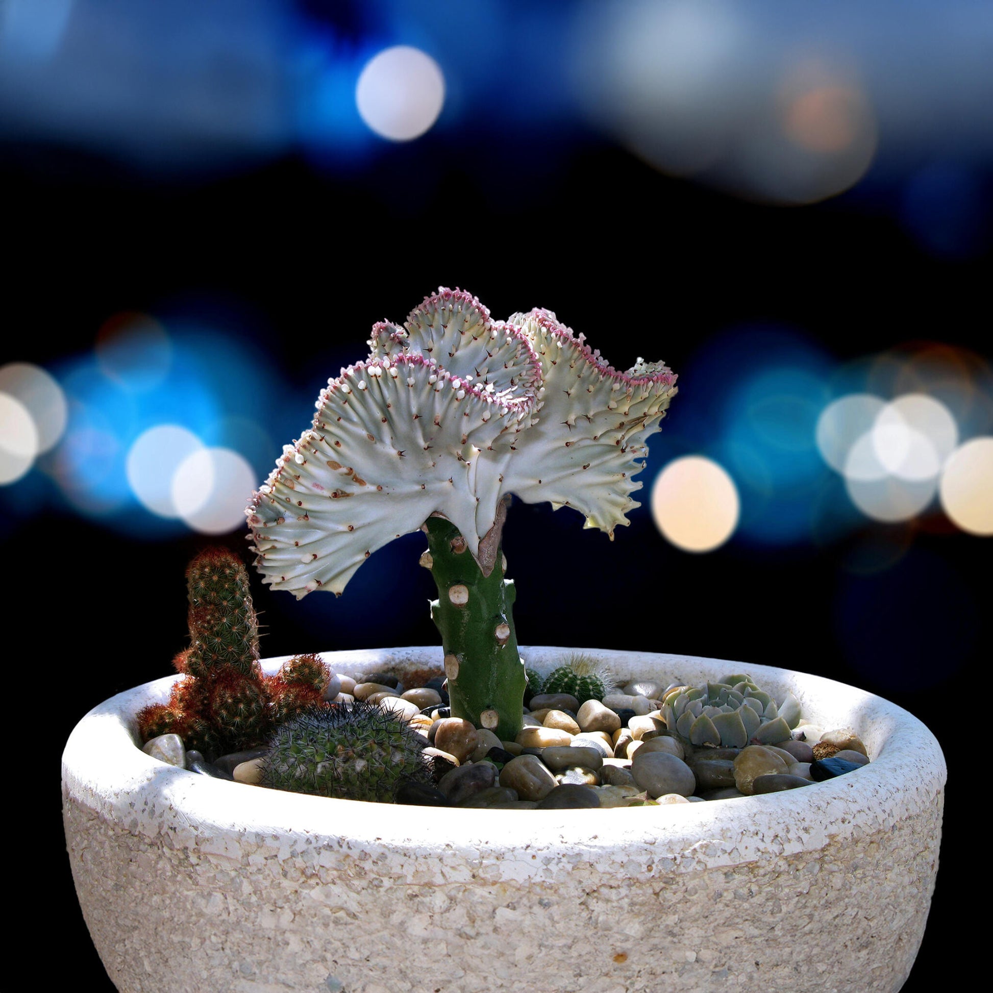 Mezcla De Cactus Euphorbia - 2 Pzs - Euphorbia 'lactea' - Altura 25-30cm - ⌀12cm_4