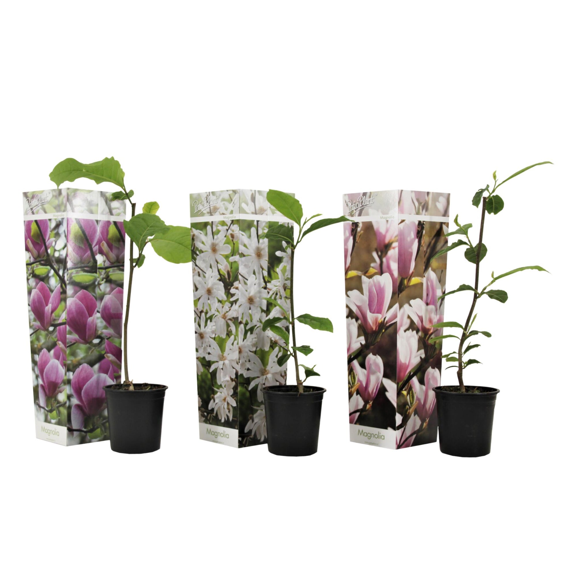 Mezcla De Magnolias - 3 Pzs - Magnolia - Altura 25-40cm - ⌀9cm_0