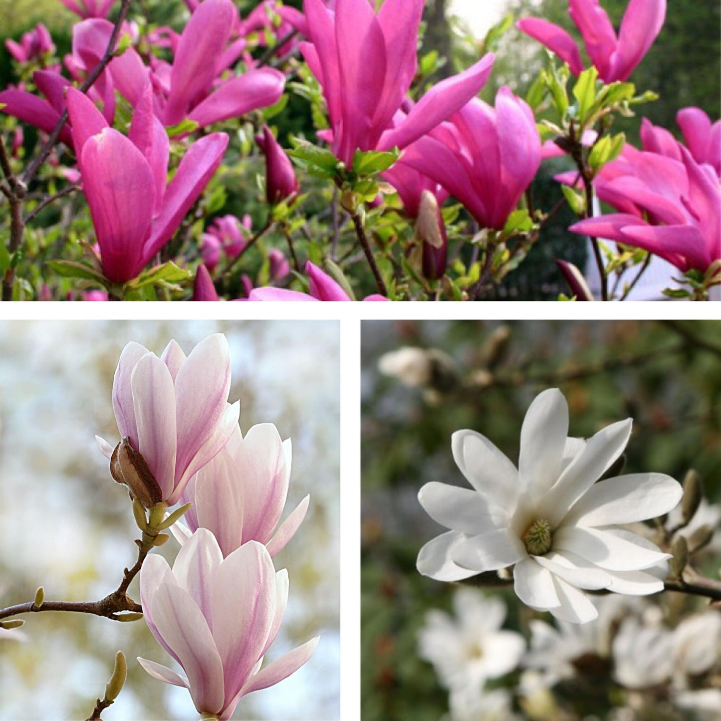Mezcla De Magnolias - 3 Pzs - Magnolia - Altura 25-40cm - ⌀9cm_3