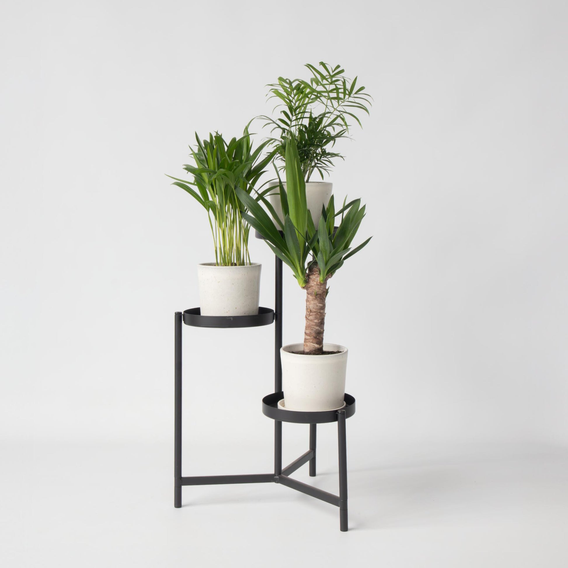 Mezcla De Mini Palmeras - 3 Pzs - Mini Indoor Palm Mix - Altura 25-40cm - ⌀12cm_1