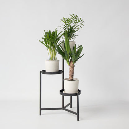 Mezcla De Mini Palmeras - 3 Pzs - Mini Indoor Palm Mix - Altura 25-40cm - ⌀12cm_1