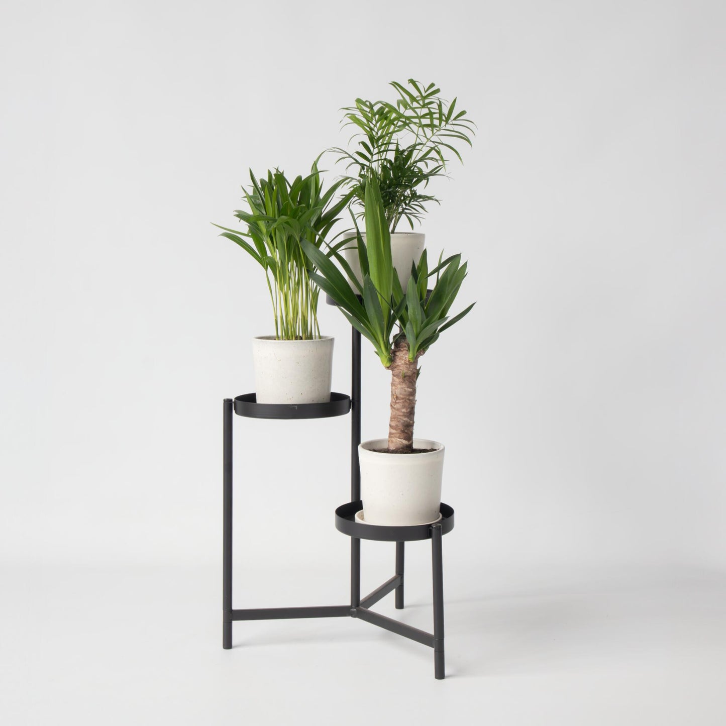Mezcla De Mini Palmeras - 3 Pzs - Mini Indoor Palm Mix - Altura 25-40cm - ⌀12cm_1