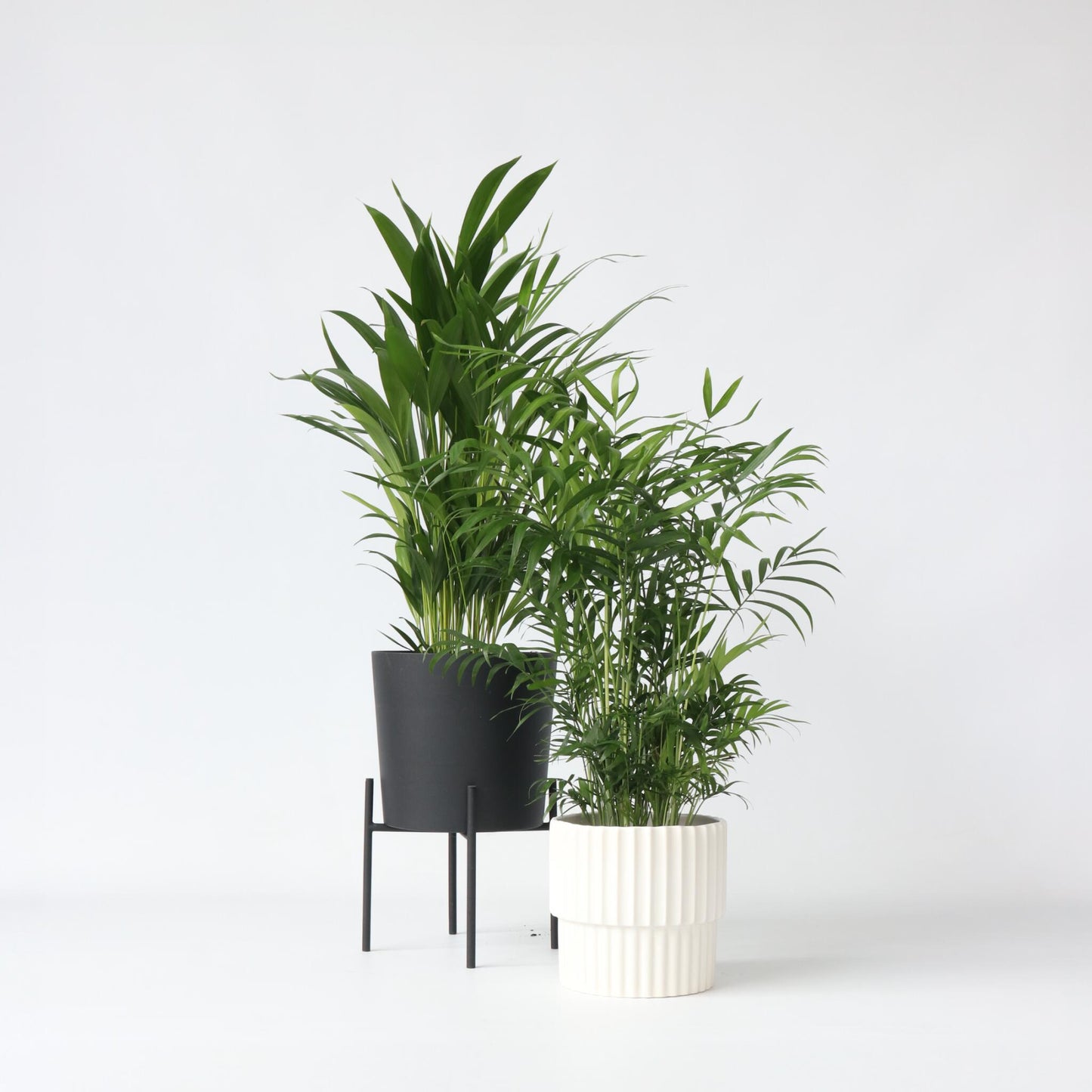 Mezcla De Palmeras - 2 Pzs - Chamaedorea Dypsis - Altura 50-70cm - ⌀17cm_4