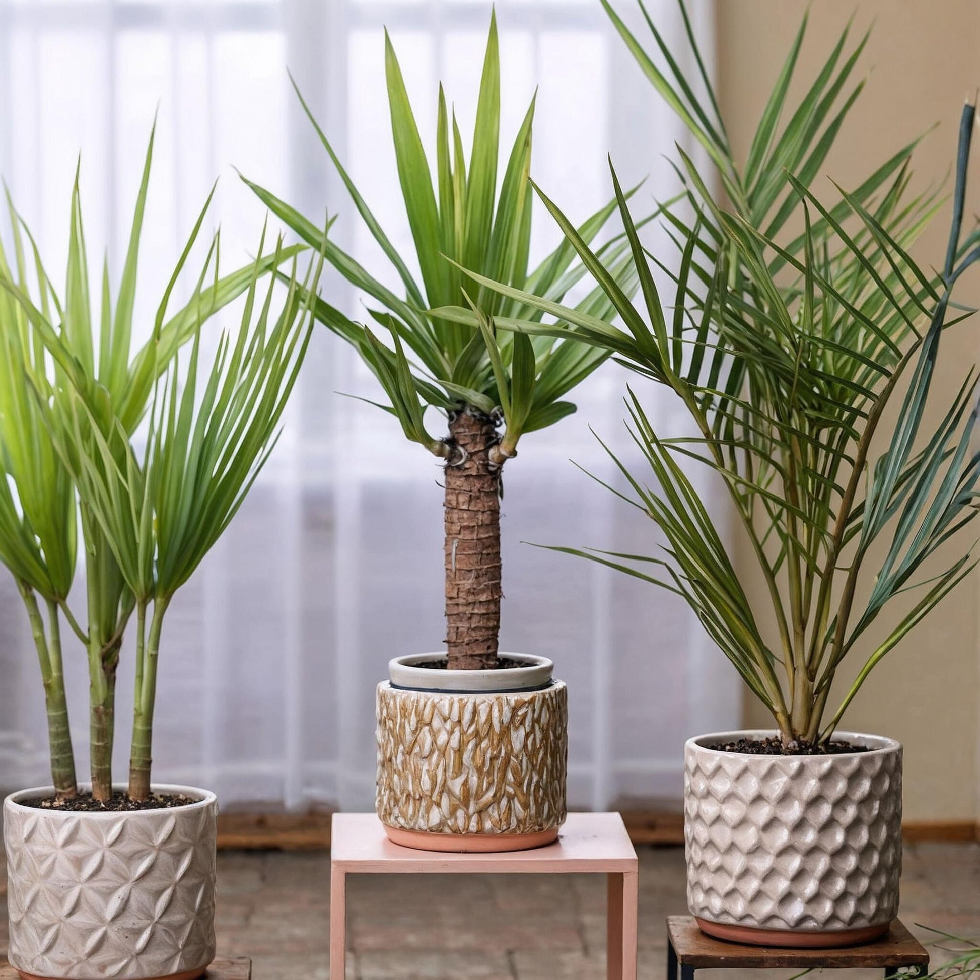 Mezcla De Palmeras - 3 Pzs - Indoor Palmmix - Altura 50-70cm - ⌀14cm_1