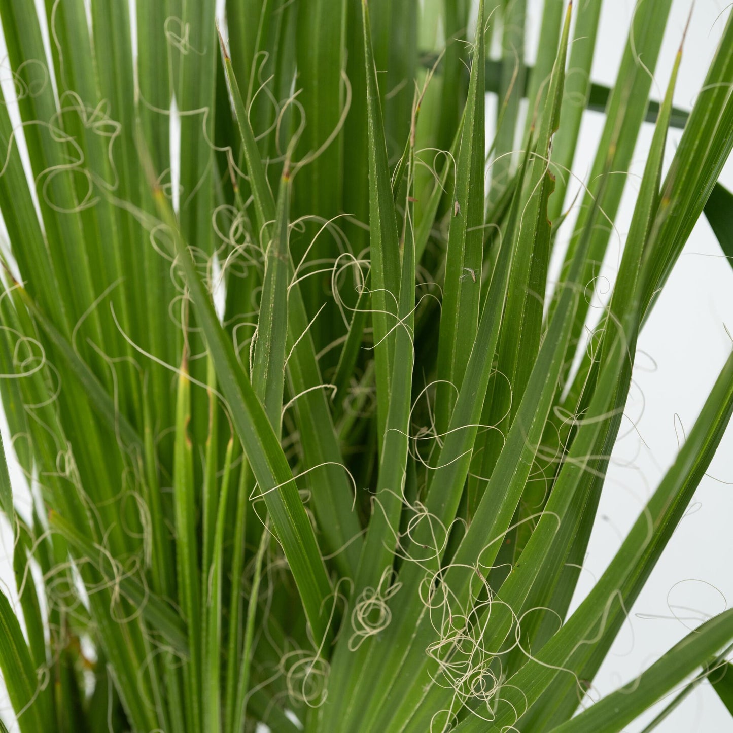 Mezcla De Palmeras - 3 Pzs - Indoor Palmmix - Altura 50-70cm - ⌀14cm_3