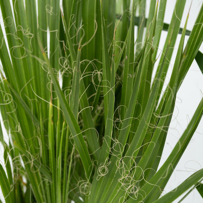 Mezcla De Palmeras - 3 Pzs - Indoor Palmmix - Altura 50-70cm - ⌀14cm_3