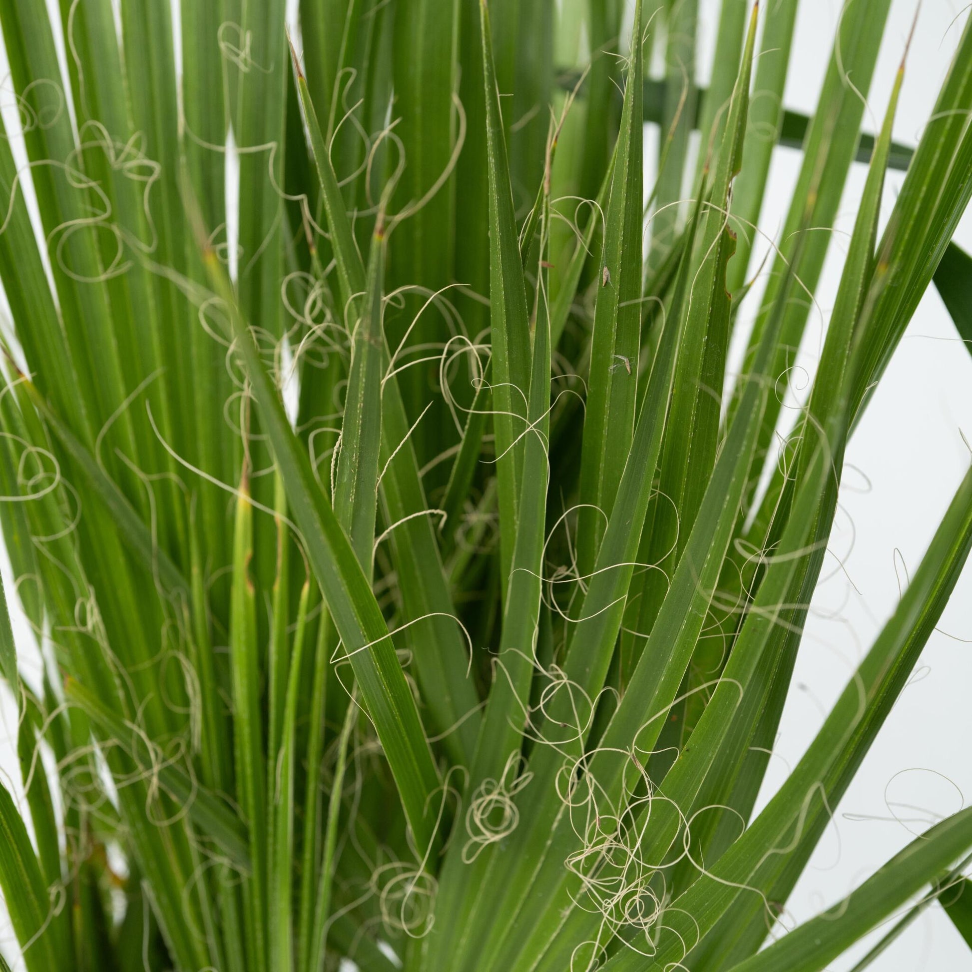 Mezcla De Palmeras - 6 Pzs - Indoor Palmmix - Altura 50-70cm - ⌀14cm_3