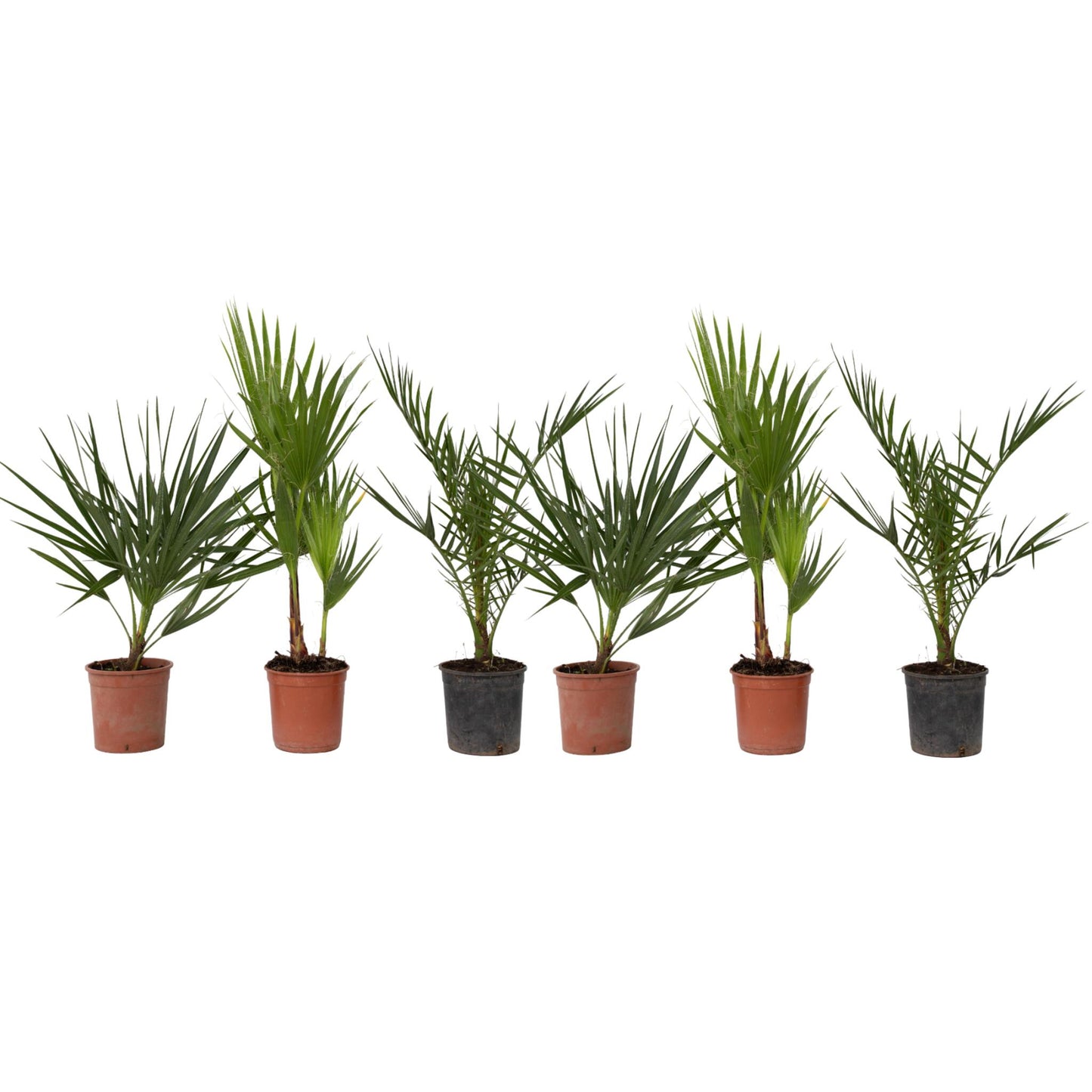Mezcla De Palmeras Al Aire Libre - 6 Pzs - Altura 50-70cm - ⌀15cm_0