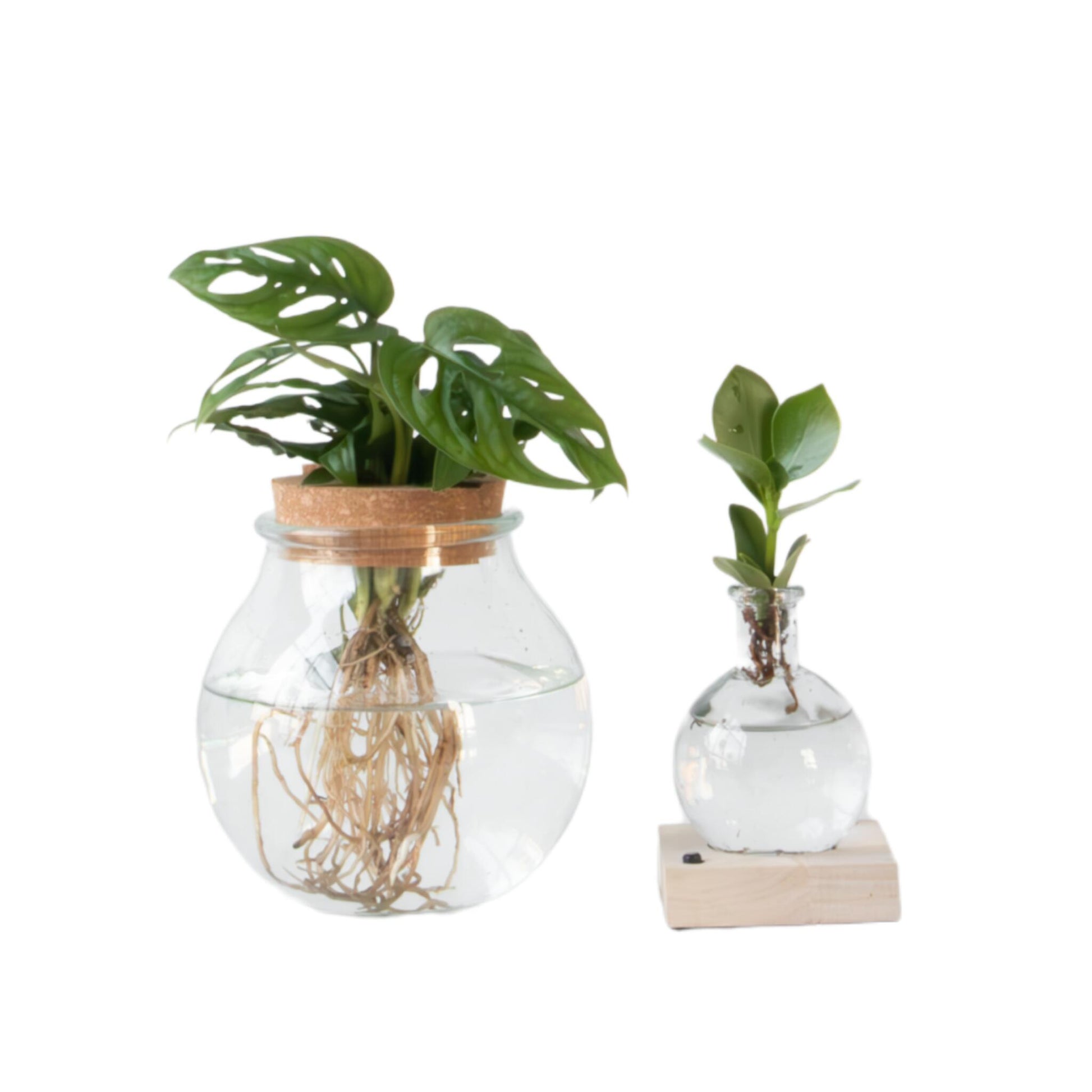 Mezcla De Plantas En Vidrio - 2 Piezas - Clusia Monstera - Alt. 15-35cm - ⌀20cm_0