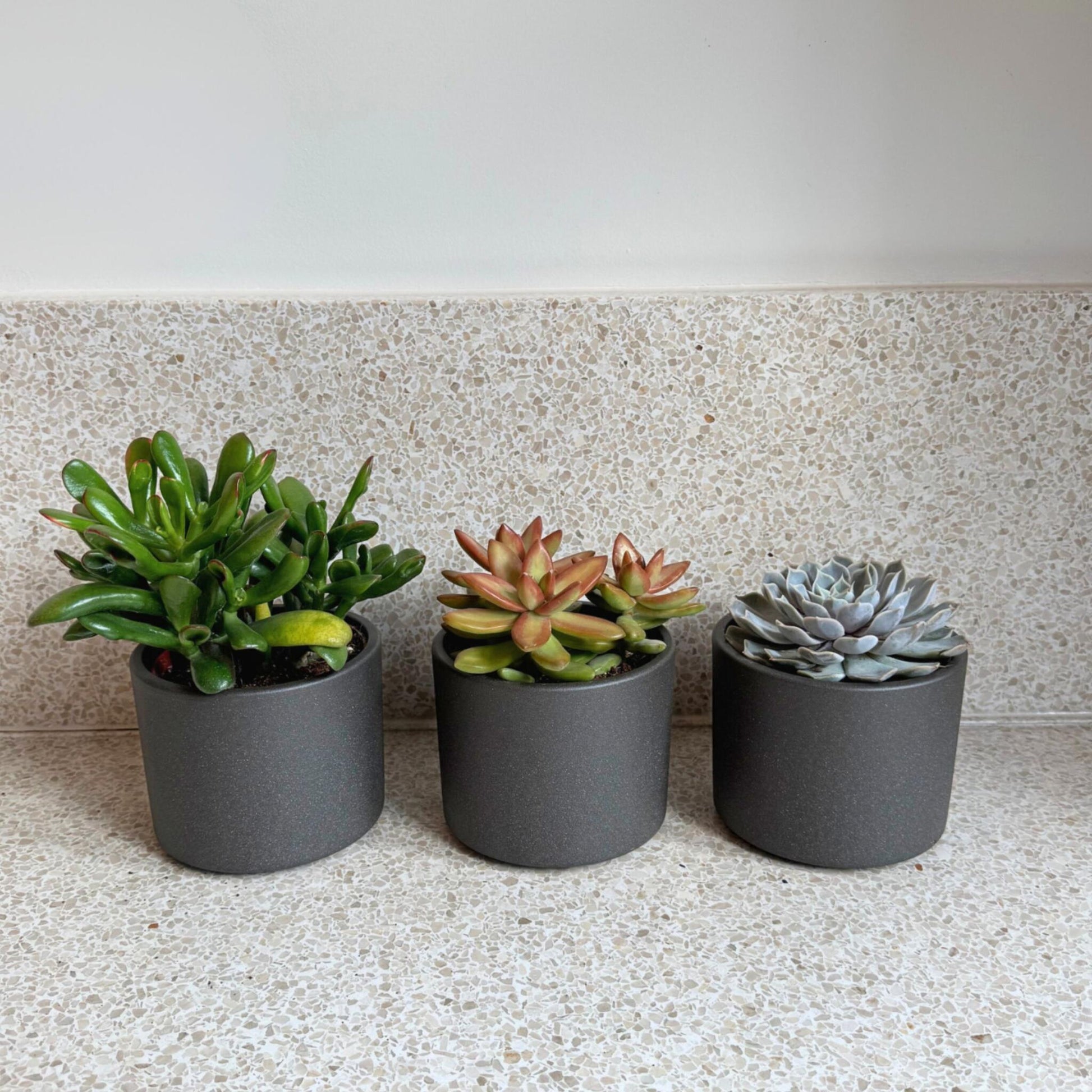 Mezcla De Suculentas - 3 Pzs - Succulent Mix - Altura 15-20cm - ⌀105cm_1