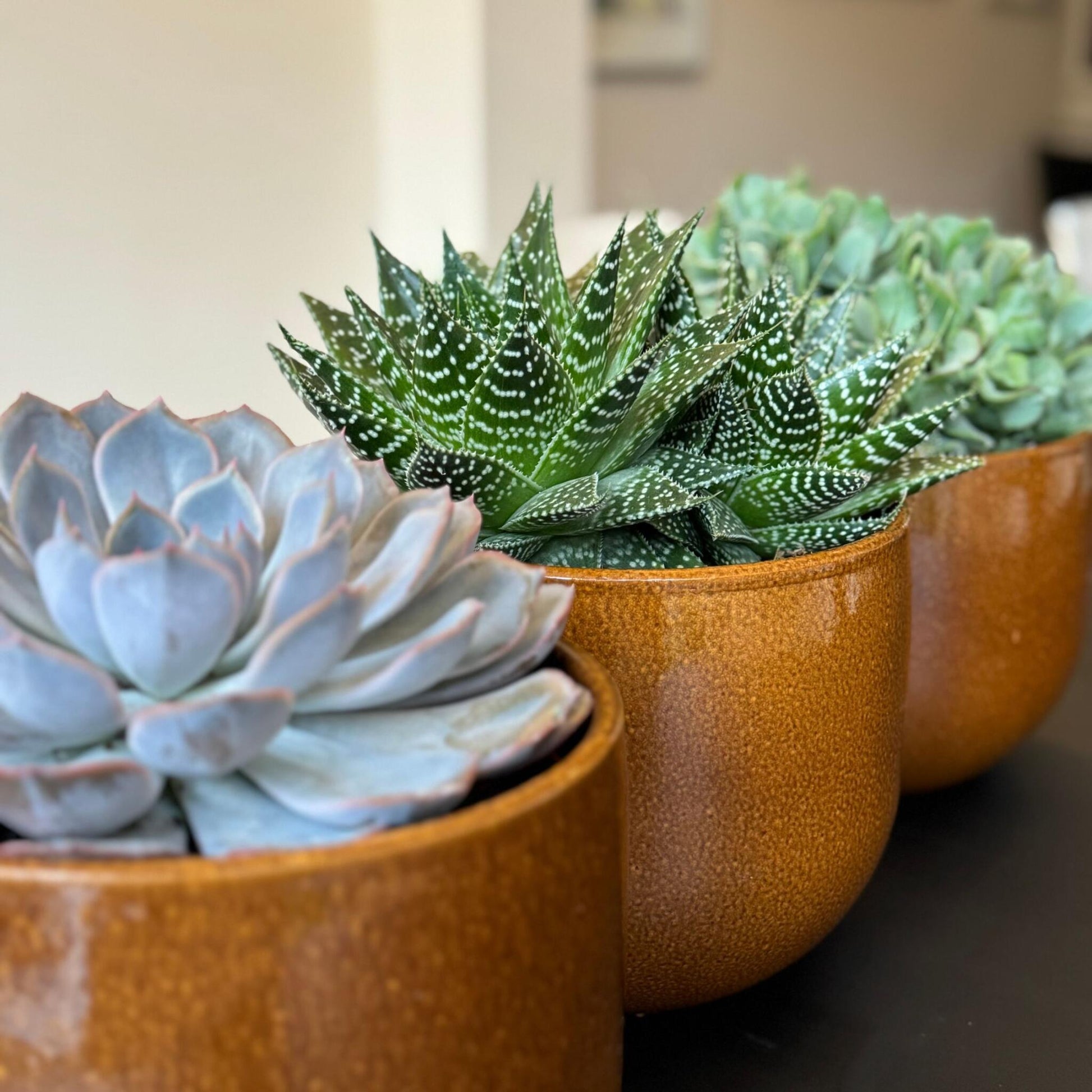 Mezcla De Suculentas - 3 Pzs - Succulent Mix - Altura 30-35cm - ⌀17cm_3