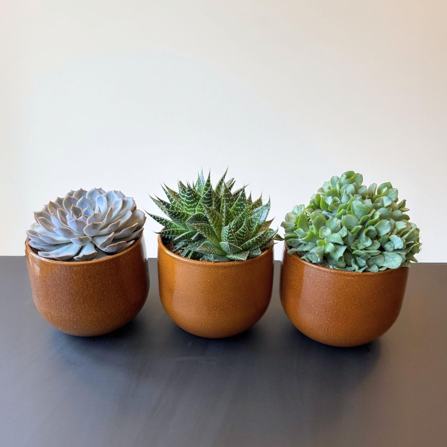 Mezcla De Suculentas - 3 Pzs - Succulent Mix - Altura 30-35cm - ⌀17cm_4