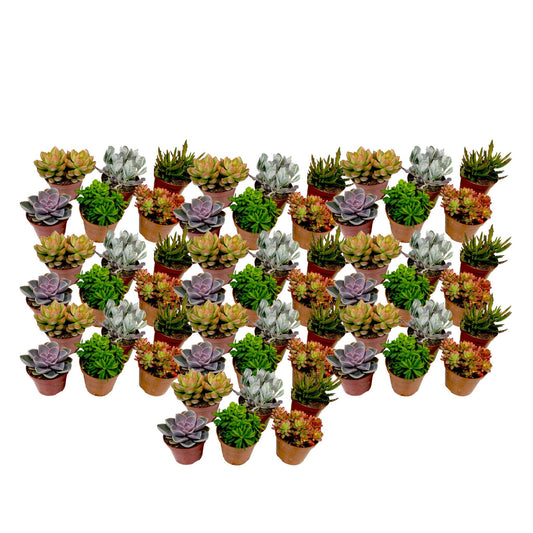 Mezcla De Suculentas - 60 Pzs - Succulent Mix - Altura 5-10cm - ⌀55cm_0