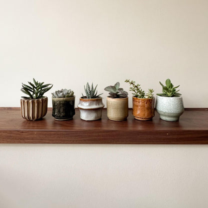 Mezcla De Suculentas - 60 Pzs - Succulent Mix - Altura 5-10cm - ⌀55cm_1