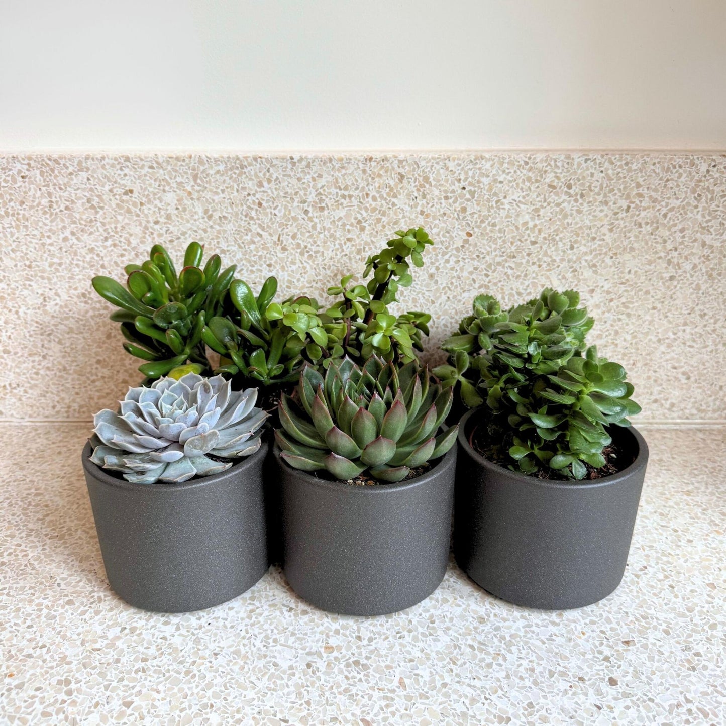 Mezcla De Suculentas - 6 Pzs - Succulent Mix - Altura 15-20cm - ⌀105cm_1