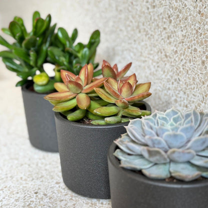Mezcla De Suculentas - 6 Pzs - Succulent Mix - Altura 15-20cm - ⌀105cm_3