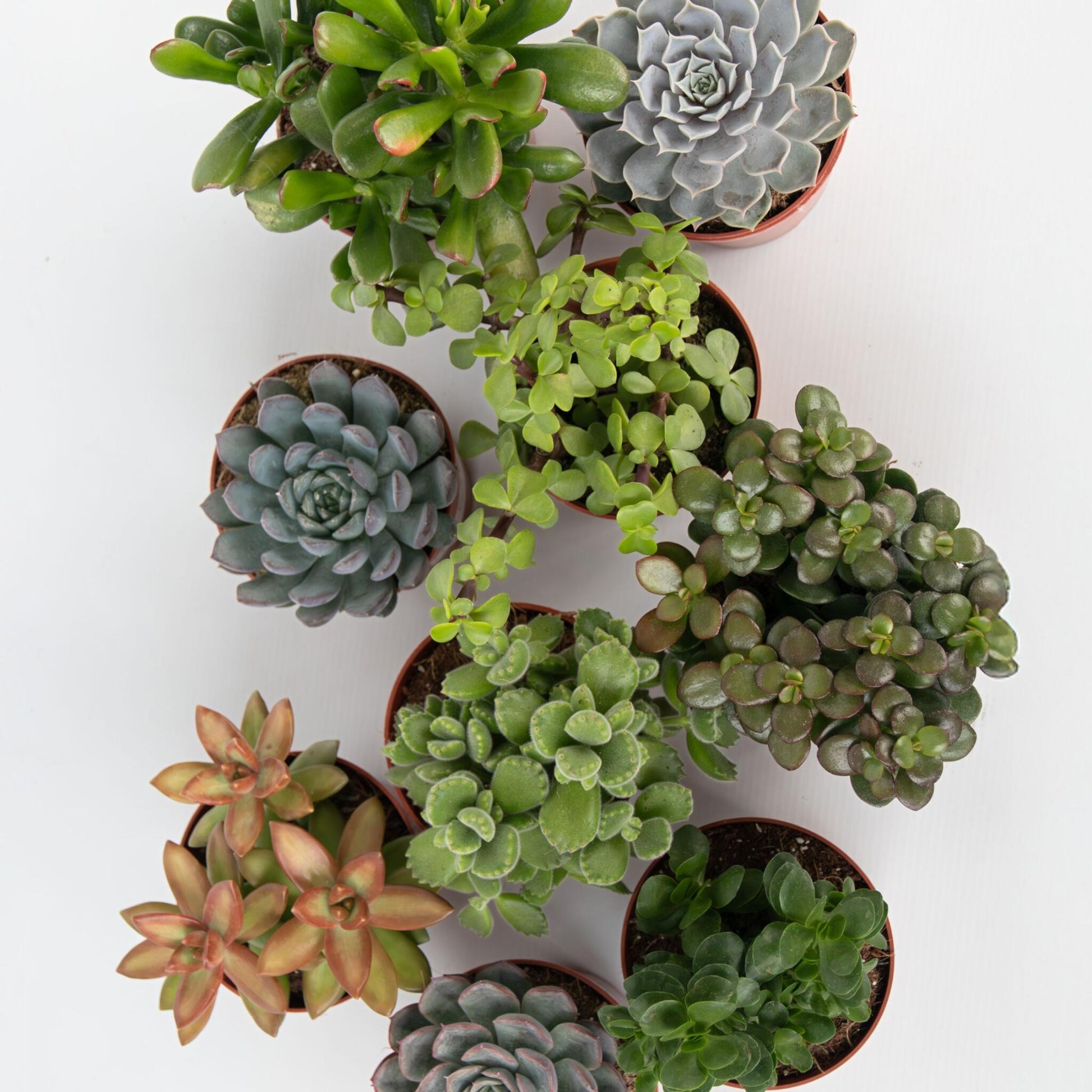Mezcla De Suculentas - 6 Pzs - Succulent Mix - Altura 15-20cm - ⌀105cm_3