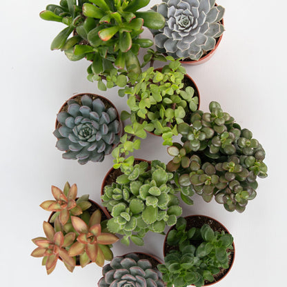 Mezcla De Suculentas - 6 Pzs - Succulent Mix - Altura 15-20cm - ⌀105cm_3