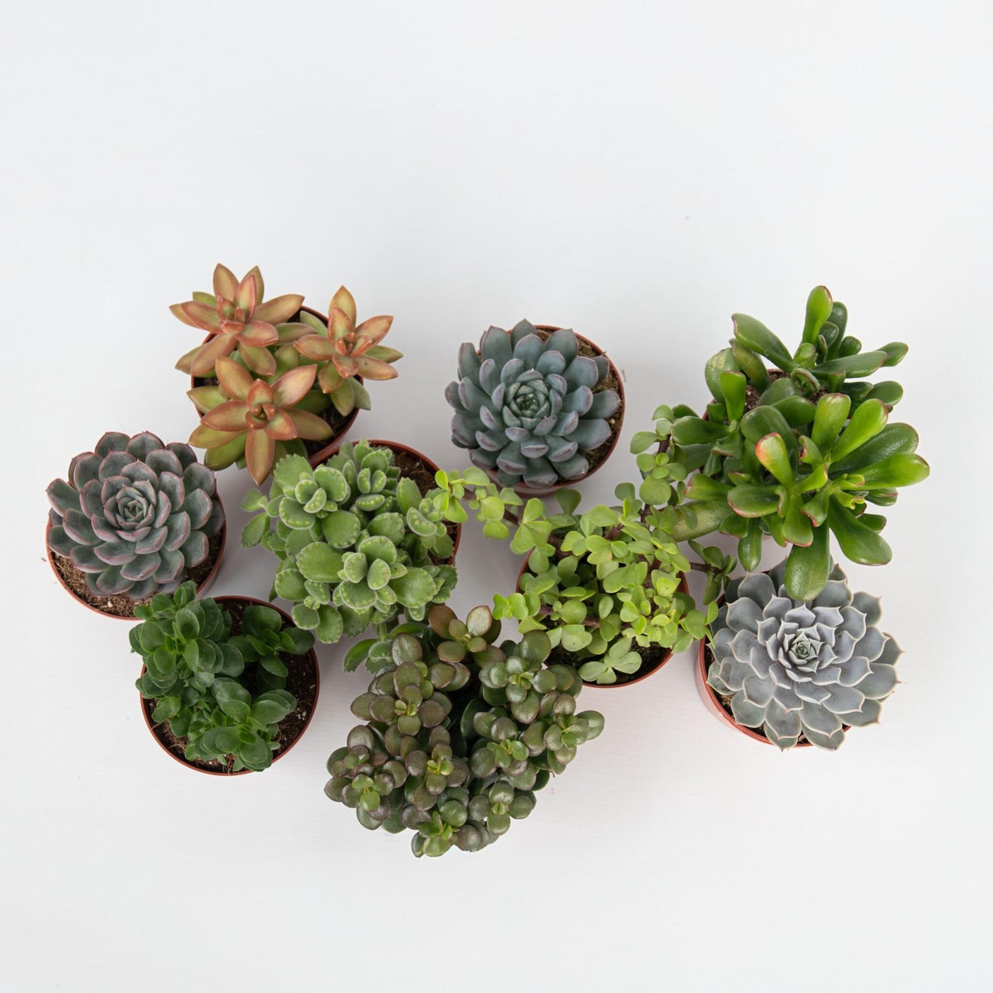 Mezcla De Suculentas - 6 Pzs - Succulent Mix - Altura 15-20cm - ⌀105cm_4