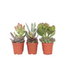 Mezcla De Suculentas - 6 Pzs - Succulent Mix - Altura 5-10cm - ⌀55cm