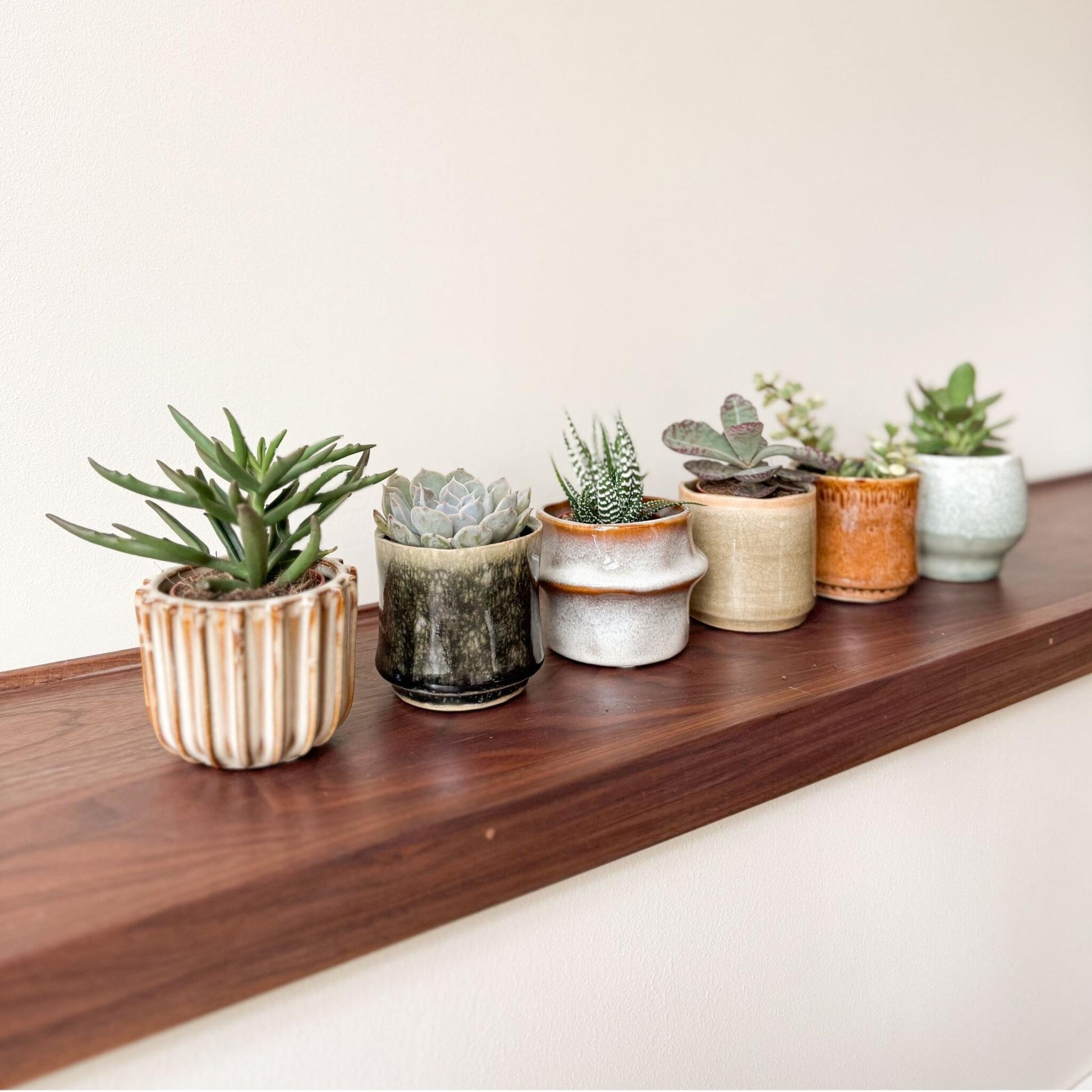 Mezcla De Suculentas - 6 Pzs - Succulent Mix - Altura 5-10cm - ⌀55cm_4