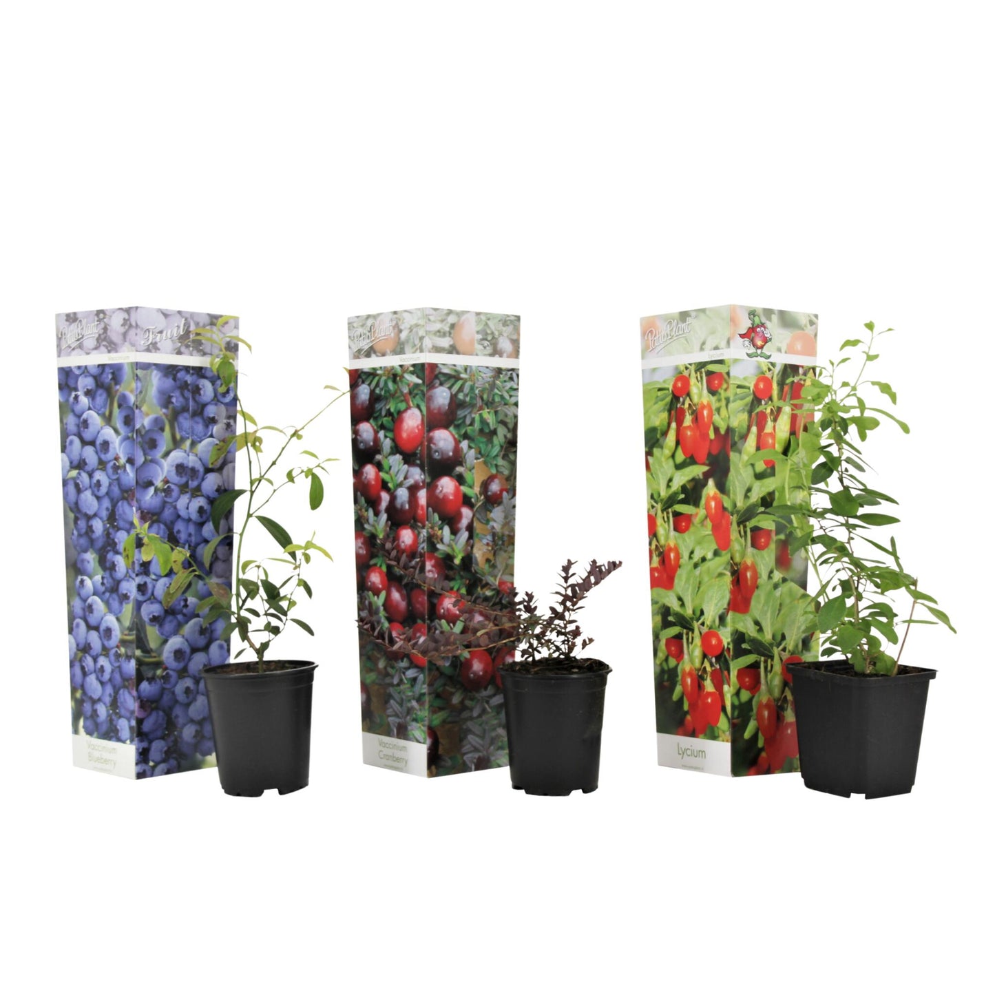 Mezcla De Superfrutas - 3 Pzs - Actinidia Vaccinium - Altura 25-40cm - ⌀9cm_0