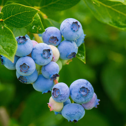 Mezcla De Superfrutas - 3 Pzs - Actinidia Vaccinium - Altura 25-40cm - ⌀9cm_3