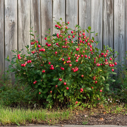Mezcla De Superfrutas - 3 Pzs - Actinidia Vaccinium - Altura 25-40cm - ⌀9cm_4