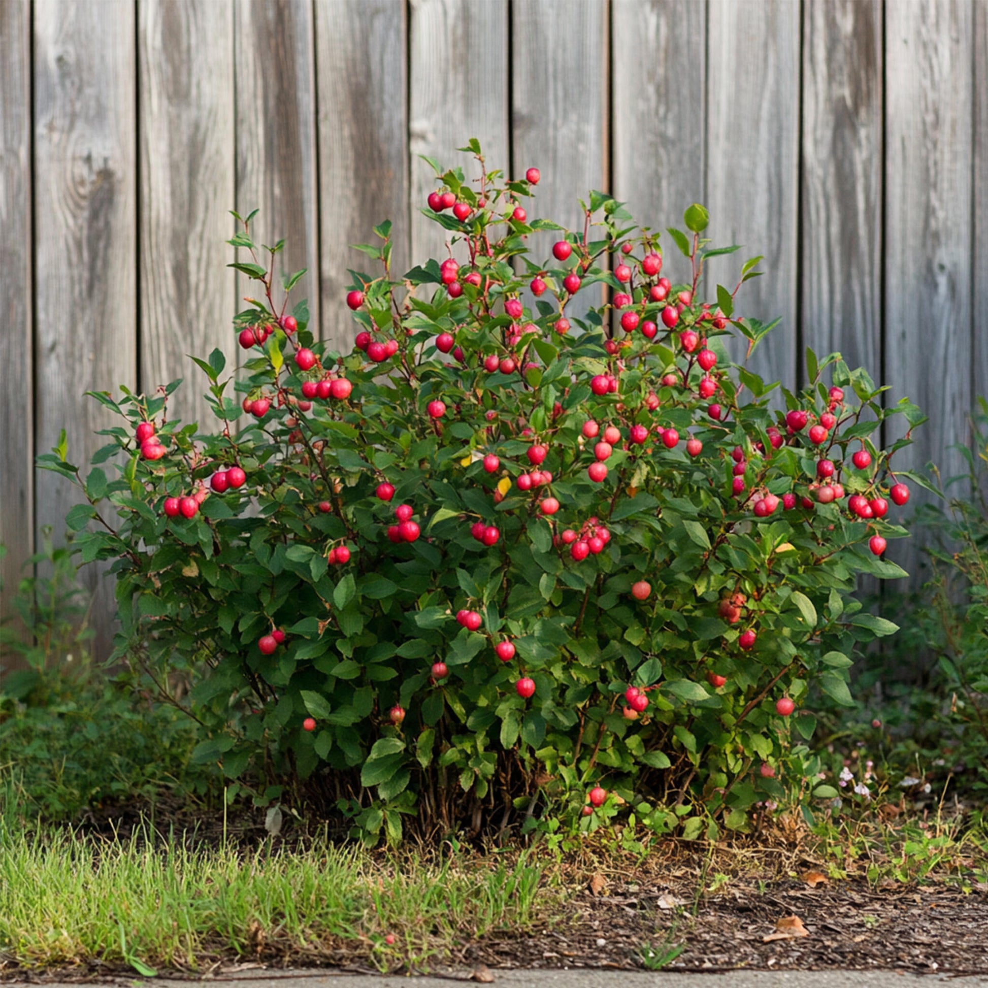 Mezcla De Superfrutas - 6 Pzs - Actinidia Vaccinium - Altura 25-40cm - ⌀9cm_4