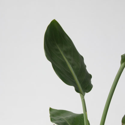 Mezcla Interior Verde - 3 Pzs - Altura 25-40cm - ⌀12cm_3