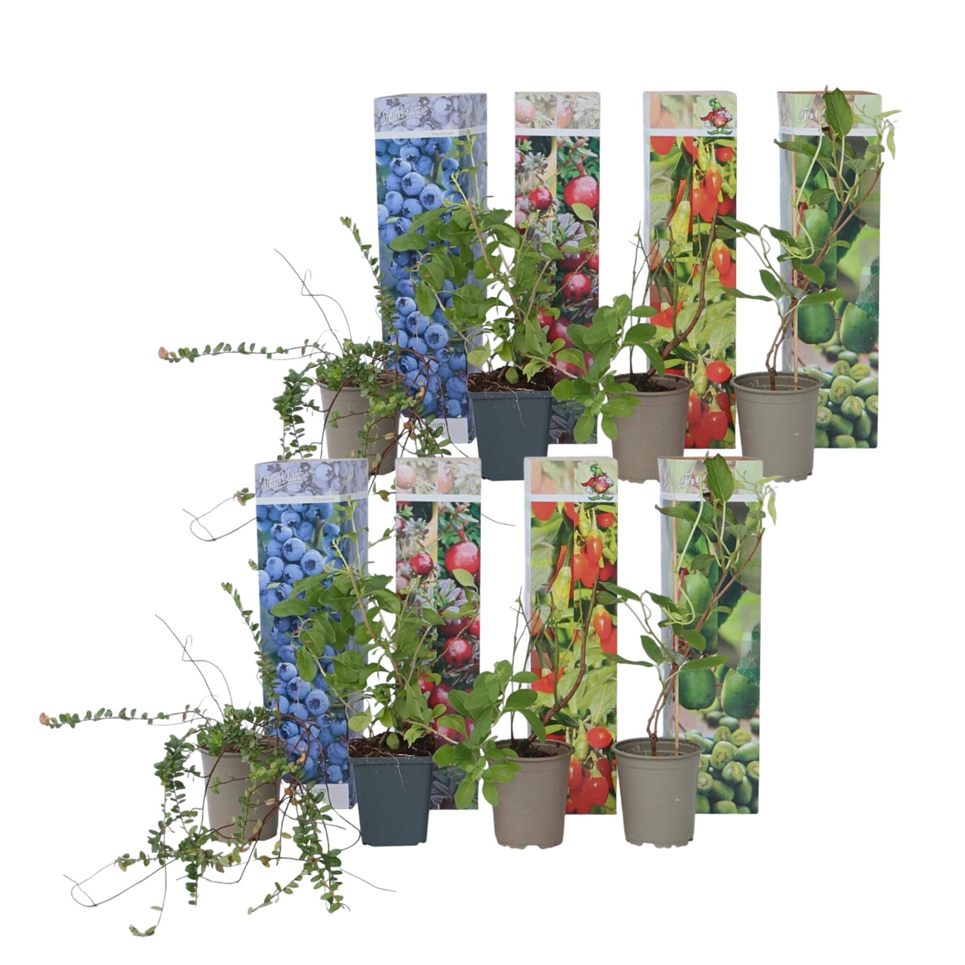 Mezcla Para Batidos - 8 Pzs - Actinidia Vaccinium Lycium - A25-40cm - ⌀9cm_0