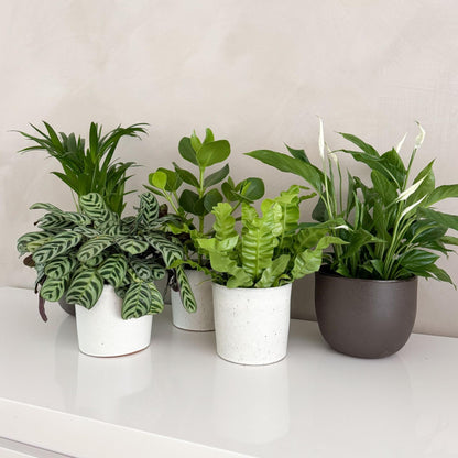 Mezcla Purificadora De Aire - 5 Pzs - Altura 25-40cm - ⌀12cm_1