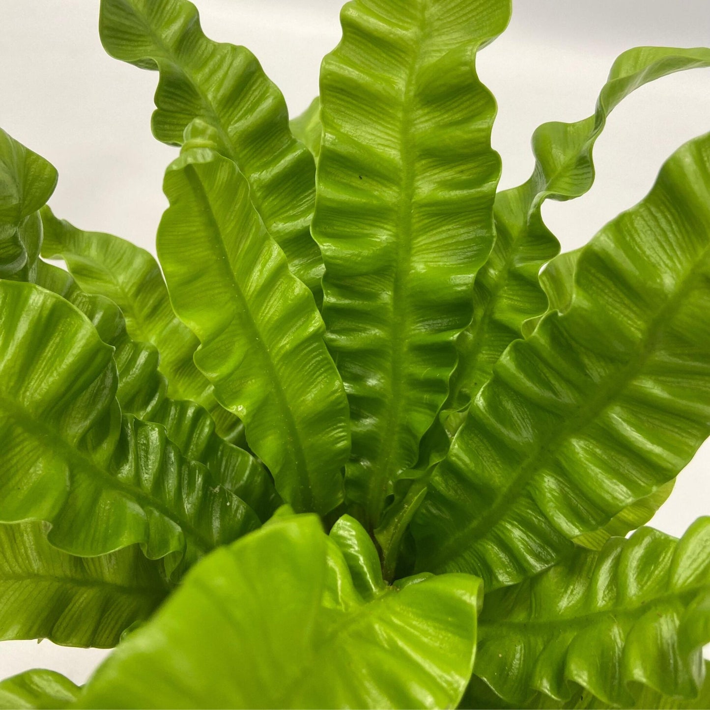 Mezcla Purificadora De Aire - 5 Pzs - Altura 25-40cm - ⌀12cm_3