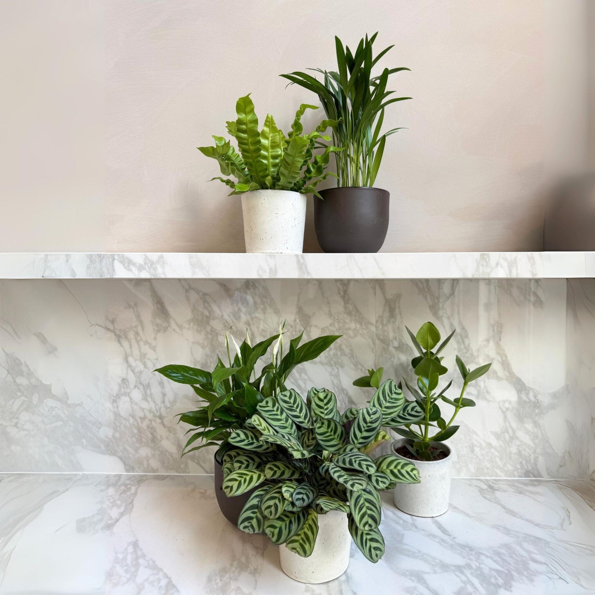 Mezcla Purificadora De Aire - 5 Pzs - Altura 25-40cm - ⌀12cm_4