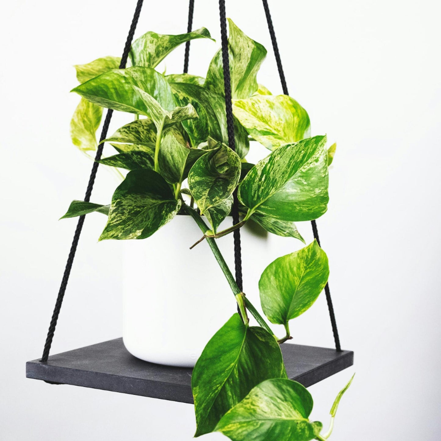 Mezcla Trepadora Tropical - 3 Pzs - Philodendron Epipremnum - A25-40cm - ⌀12cm_4