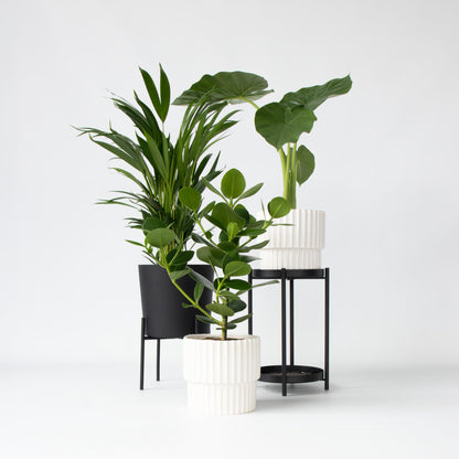 Mezcla Tropical - 3 Pzs - Dypsis Clusia Rosea Alocasia - A50-70cm - ⌀17cm_1