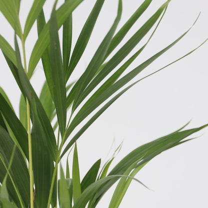 Mezcla Tropical - 3 Pzs - Dypsis Clusia Rosea Alocasia - A50-70cm - ⌀17cm_3